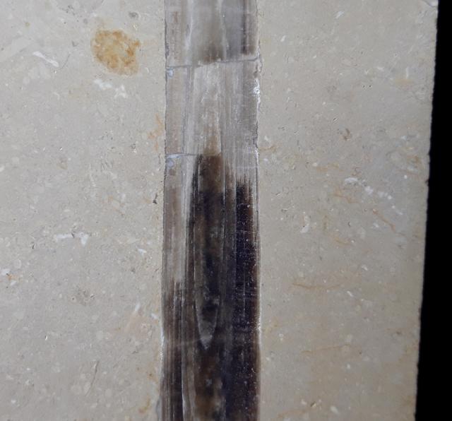 Hibolithes sp. (MONTFORT 1808) - Bild © FossNet FossilienStore